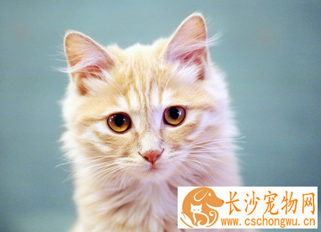 猫患了脂肪组织炎怎么办 从加强饲养管理着手