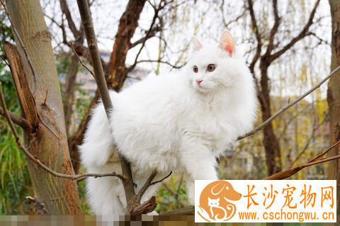 猫拉稀怎么办 腹泻大多数是胃肠炎引起的