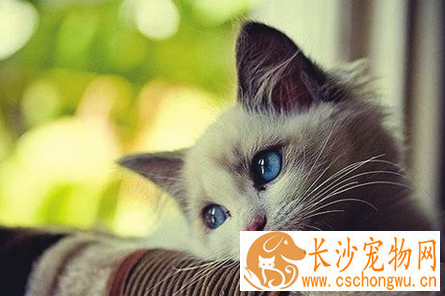 猫胃肠炎的症状 以呕吐 腹泻 腹痛 渴欲增加等