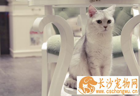 猫肠炎怎么办 严禁饲喂腐败或霉烂的食物