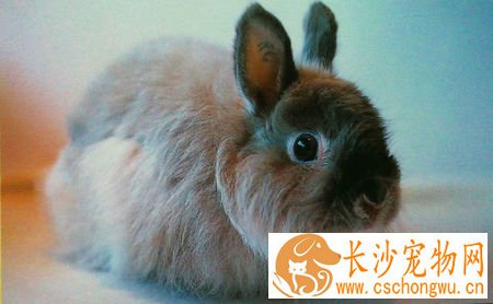 泽西长毛兔生病了怎么办 从症状来分辨