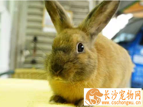 暹罗兔生病了怎么办 首先要观察便便与食欲