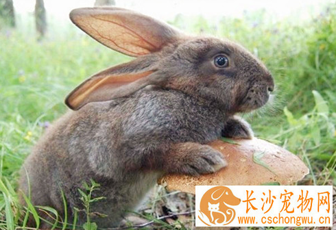 兔子的胃肠炎怎么防治 加强饲养管理注意卫生