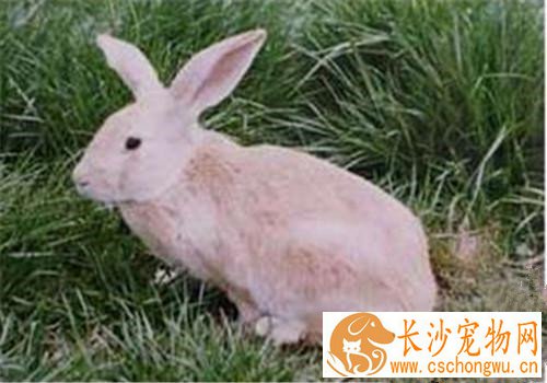 豫丰黄兔生病了怎么办 注意食物的卫生