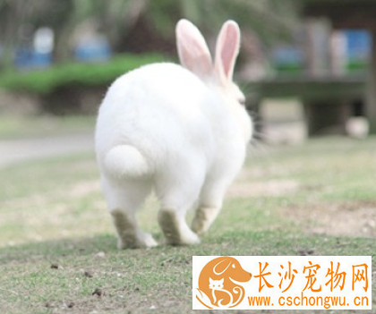 兔子抽搐怎么办 球虫病发病率较高