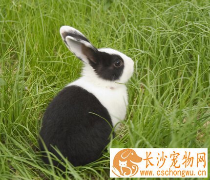 小兔子生病了怎么办 先了解病因再治疗