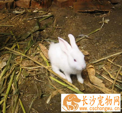 兔子生病了怎么办 要及时治疗