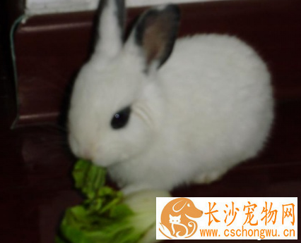 兔子吃毛 易引起家兔发生毛球病