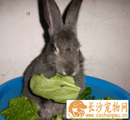 兔子生病吃什么药 家养兔常见疾病治疗