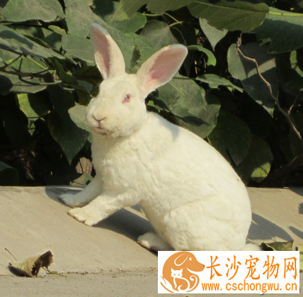 兔子吃什么药 预防球虫病的方法