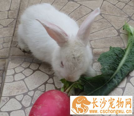 兔子吃兔子毛 家兔食毛癖是常见病