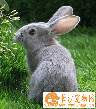 兔子球虫病吃什么药 按照治疗量使用