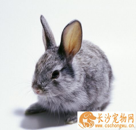 兔子怎么养 春季兔子疾病防治