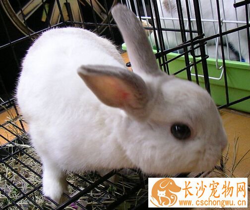 小兔子拉稀了怎么办 根据便便的形态判断病因