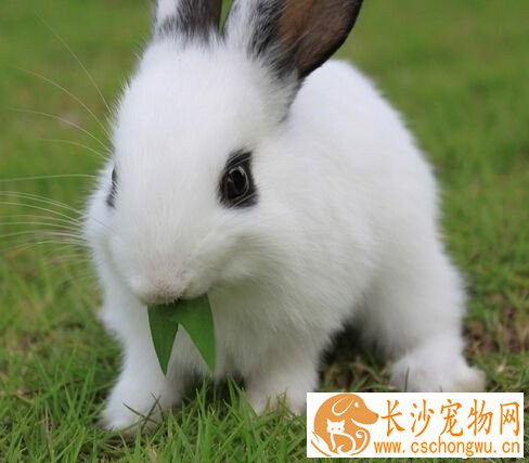 兔子拉稀怎么治疗 针对不同病因的治疗方法