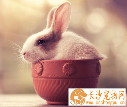 兔子支气管炎怎么办 保持兔舍干燥卫生