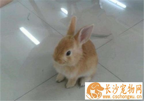柏鲁美路兔拉稀怎么办 肠炎也会导致拉肚子