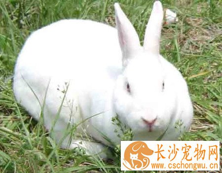 獭兔脚皮炎怎么治  笼底最好以竹板制成