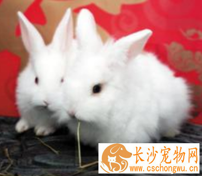 兔子鼻炎吃什么药 首先去改善环境