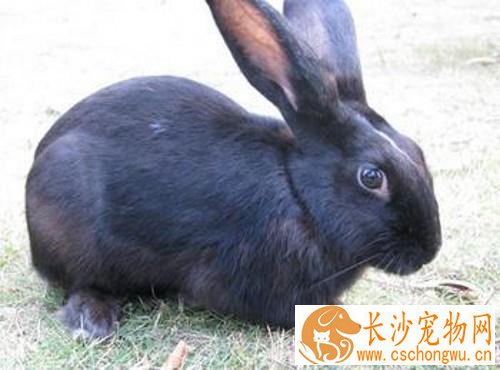 塞北兔拉稀怎么办 要注意平时喂食的量