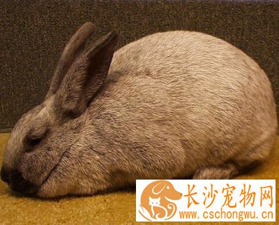 香槟兔拉稀吃什么药 找到原因才好对症下药