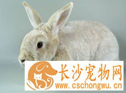 香槟兔拉稀怎么办 注意饲养环境及饲料