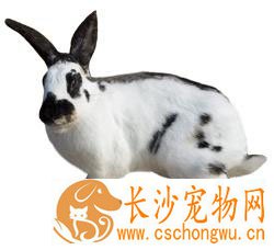 维兰特兔拉稀吃什么药 可喂食蒙脱石散