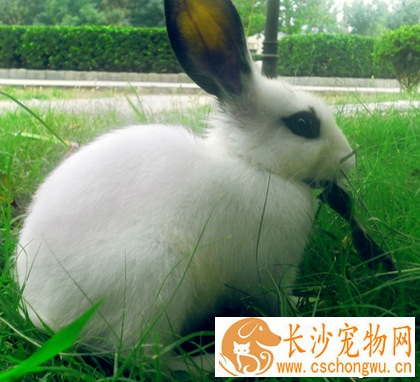兔子为什么会拉稀 主要是饲养管理不到位