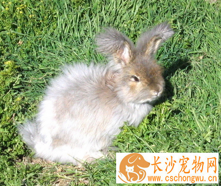 兔子为什么拉稀 首先应该给兔兔停食