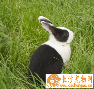 小兔子拉稀怎么办 不喂霉变腐败饲草