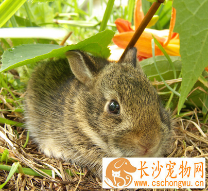 兔子拉稀了怎么办 多数因为饮食造成的