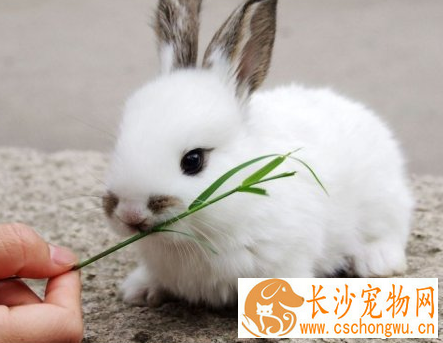 兔子拉稀了吃什么药 不能过多吃蔬果