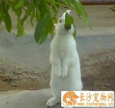 兔子吃不吃肉 肉吃多会造成拉稀