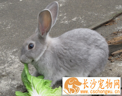 兔子吃什么不拉稀 尽量不吃新鲜的蔬菜