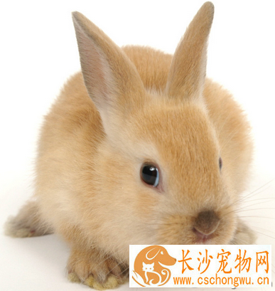兔子拉稀吃什么好 兔子消化不良导致