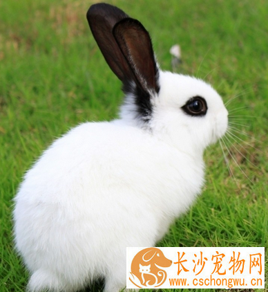 兔子拉稀吃什么药 要注意合理喂养