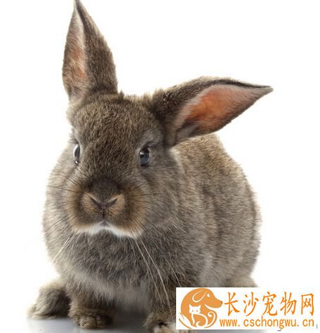 兔子拉稀吃什么药 需要主人细心照顾观察