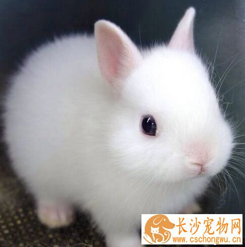 兔子拉稀会死吗 兔子拉稀严重会致死