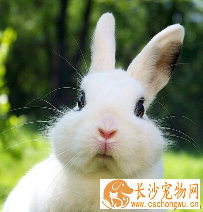兔子拉稀怎么办 兔兔拉肚子常见原因