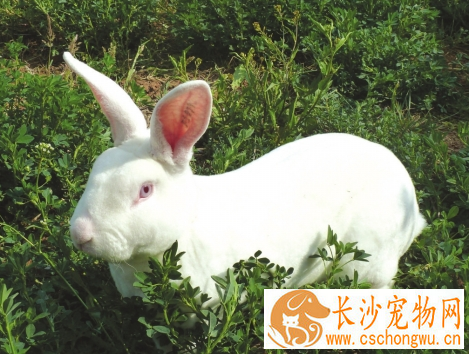 兔子腹泻怎么办 禁止喂霉烂变质的饲料