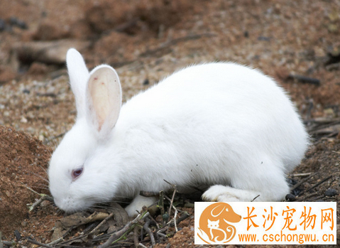 兔子中暑了怎么办 兔子中暑的几个解决方法