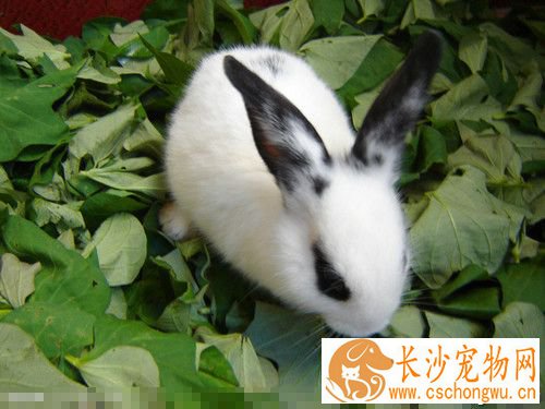 兔子抽搐仰头怎么办 注意居住环境干燥清洁