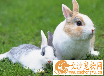 兔子吃多了怎么办 要科学的选择饲料