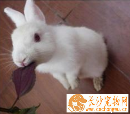 兔子感冒了吃什么药 加强防寒保暖