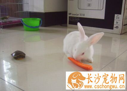 兔子感冒吃什么 注意观察它们食欲和排便
