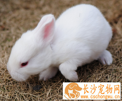 兔子感冒吃什么药 加强防寒保暖