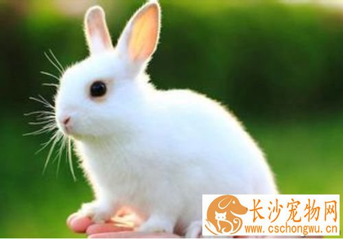 兔子抽搐怎么办 4原因易导致兔子抽搐