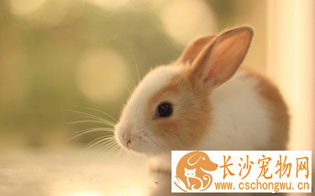 宠物兔拉肚子怎么办  给兔子停食观察状态