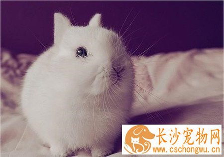 波兰兔不吃东西怎么办 饲料要清洁新鲜
