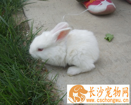 兔子有眼屎怎么办 注意及时清理干净